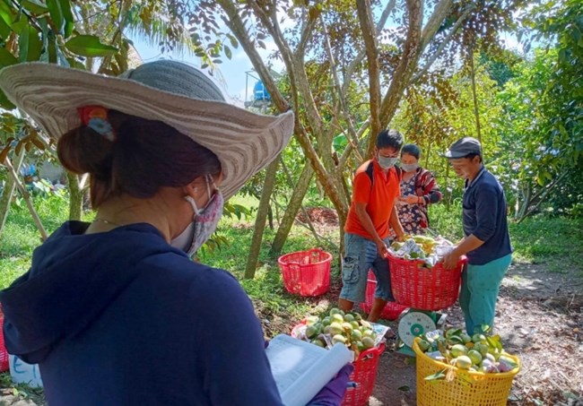 Biến đổi khí hậu – Hợp tác xã vùng ĐBSCL cần tận dụng cơ hội để phát triển (6/4/2023)